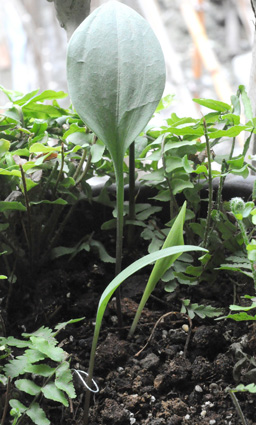 按此在新視窗瀏覽圖片