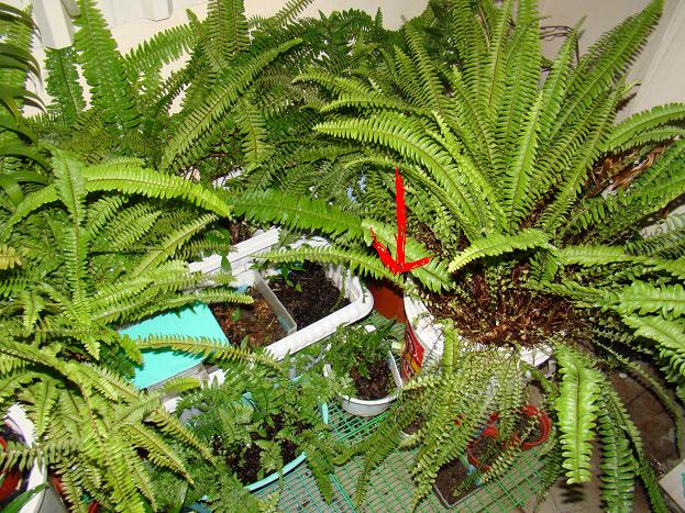 按此在新視窗瀏覽圖片