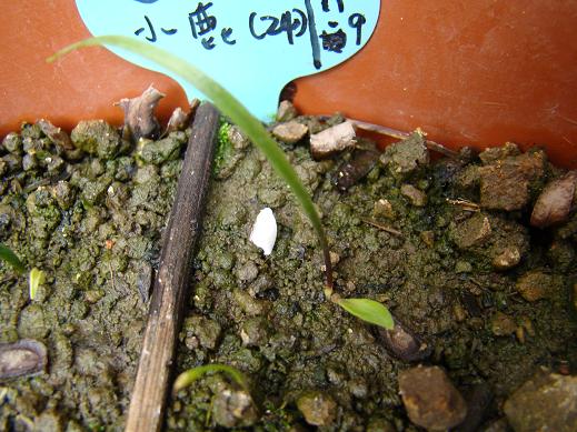 按此在新視窗瀏覽圖片