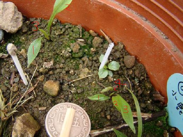 按此在新視窗瀏覽圖片