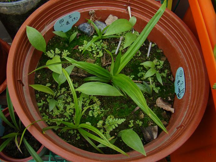 按此在新視窗瀏覽圖片