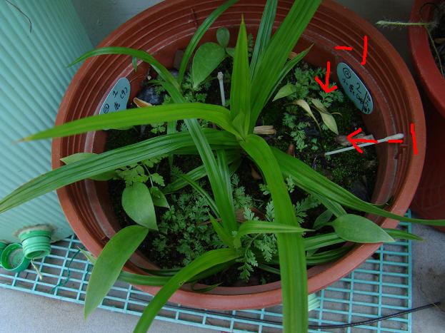 按此在新視窗瀏覽圖片