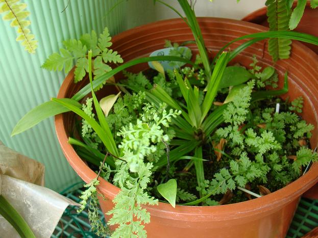 按此在新視窗瀏覽圖片