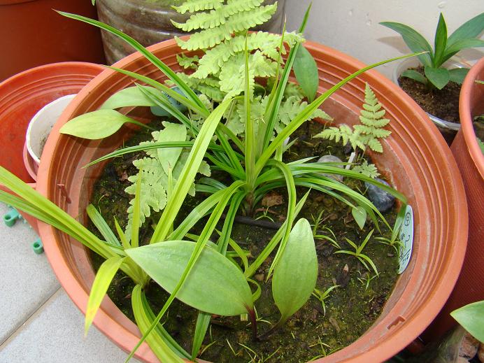 按此在新視窗瀏覽圖片