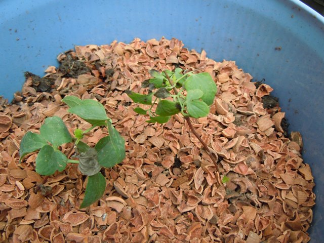 «ö¦¹¦b·sµøµ¡ÂsÄý¹Ï¤ù