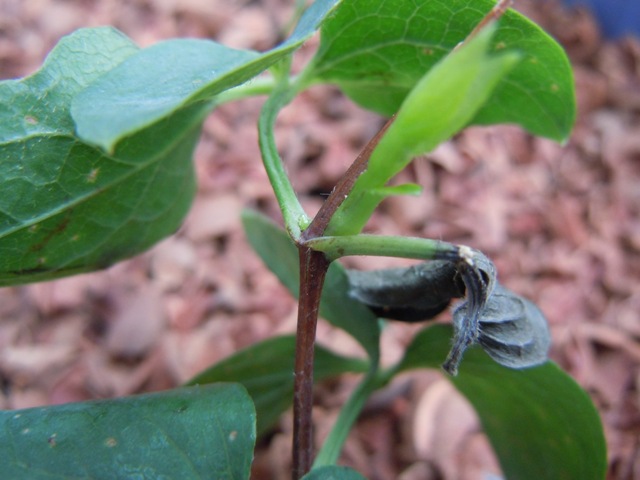 «ö¦¹¦b·sµøµ¡ÂsÄý¹Ï¤ù