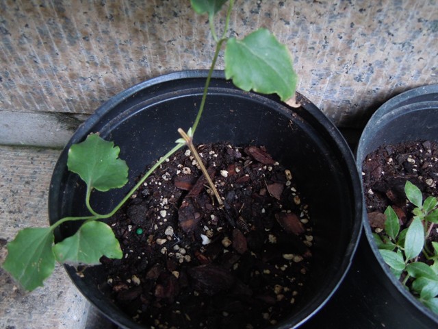 «ö¦¹¦b·sµøµ¡ÂsÄý¹Ï¤ù