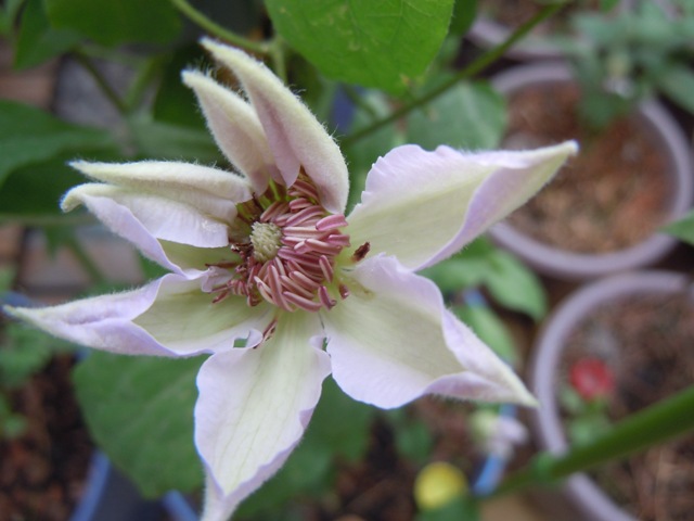 «ö¦¹¦b·sµøµ¡ÂsÄý¹Ï¤ù