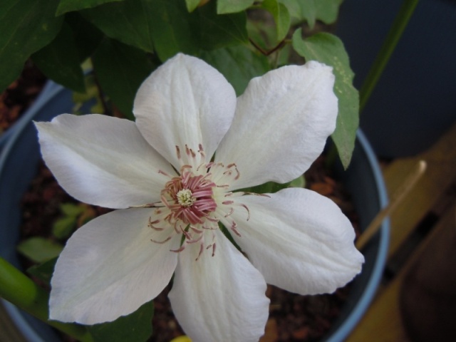 «ö¦¹¦b·sµøµ¡ÂsÄý¹Ï¤ù