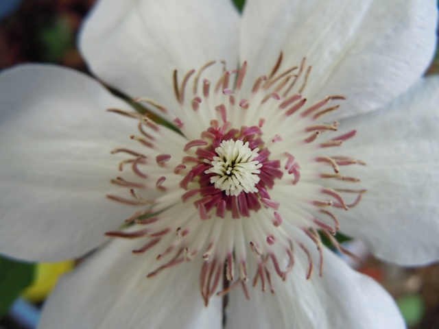 «ö¦¹¦b·sµøµ¡ÂsÄý¹Ï¤ù