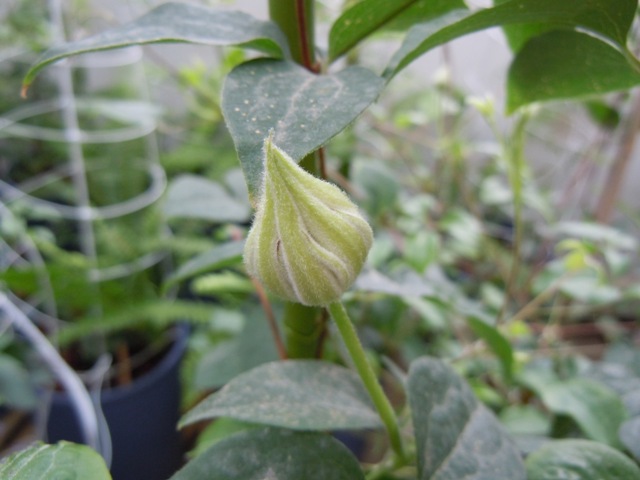 «ö¦¹¦b·sµøµ¡ÂsÄý¹Ï¤ù