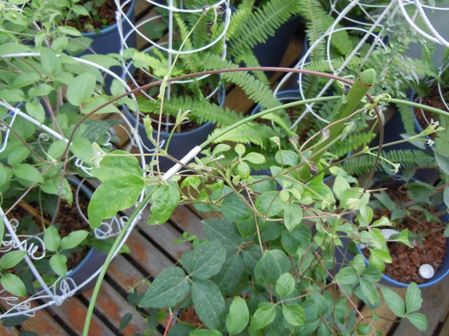 «ö¦¹¦b·sµøµ¡ÂsÄý¹Ï¤ù