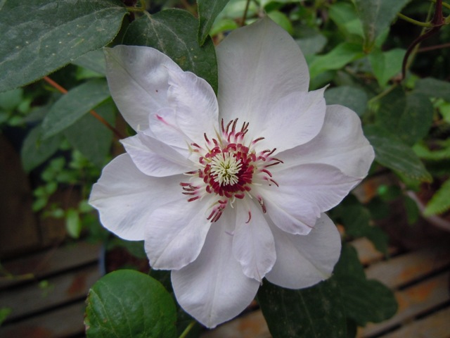 «ö¦¹¦b·sµøµ¡ÂsÄý¹Ï¤ù