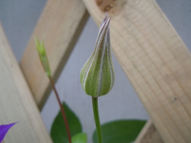 «ö¦¹¦b·sµøµ¡ÂsÄý¹Ï¤ù