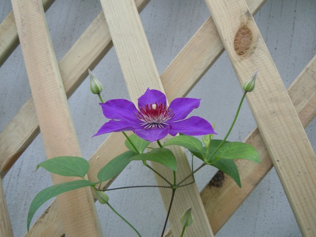 «ö¦¹¦b·sµøµ¡ÂsÄý¹Ï¤ù