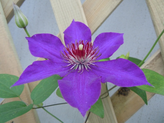 «ö¦¹¦b·sµøµ¡ÂsÄý¹Ï¤ù