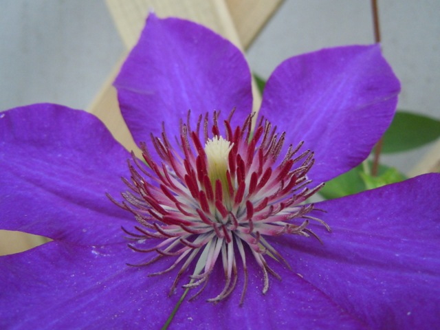 «ö¦¹¦b·sµøµ¡ÂsÄý¹Ï¤ù