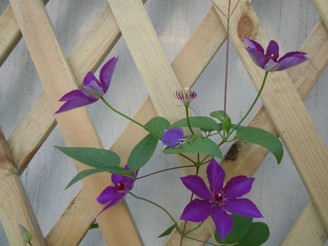 «ö¦¹¦b·sµøµ¡ÂsÄý¹Ï¤ù