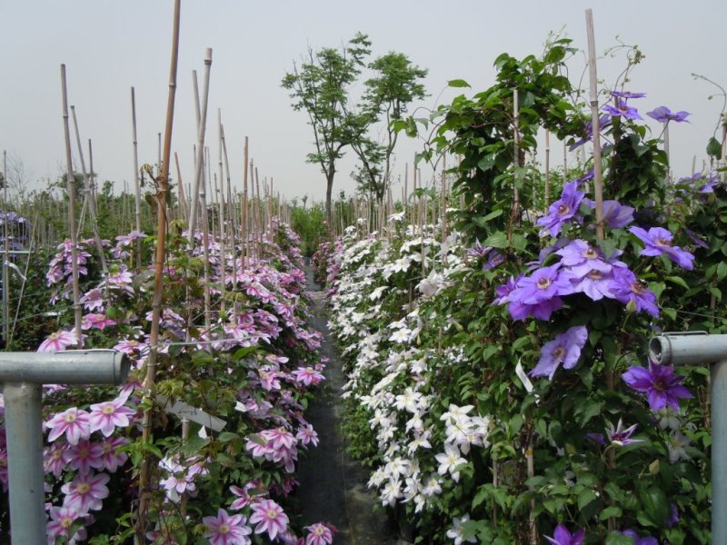 «ö¦¹¦b·sµøµ¡ÂsÄý¹Ï¤ù