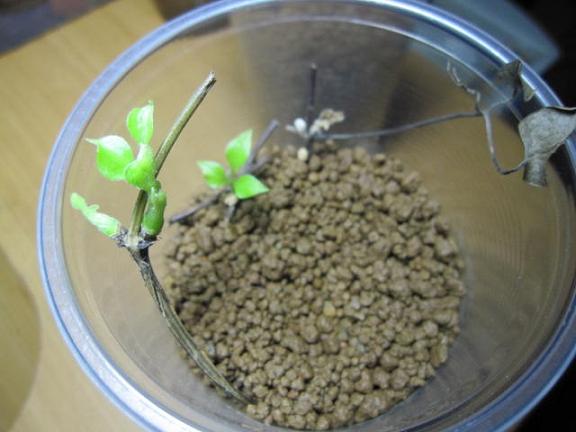 «ö¦¹¦b·sµøµ¡ÂsÄý¹Ï¤ù