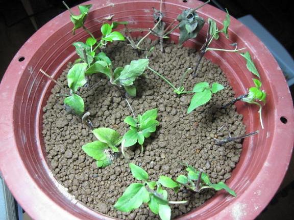 «ö¦¹¦b·sµøµ¡ÂsÄý¹Ï¤ù