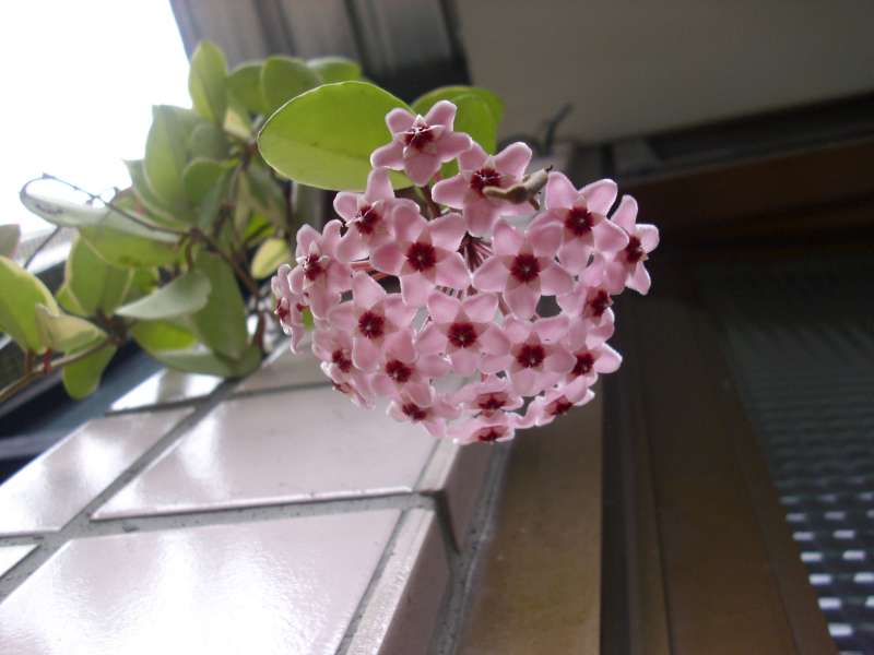 按此在新視窗瀏覽圖片