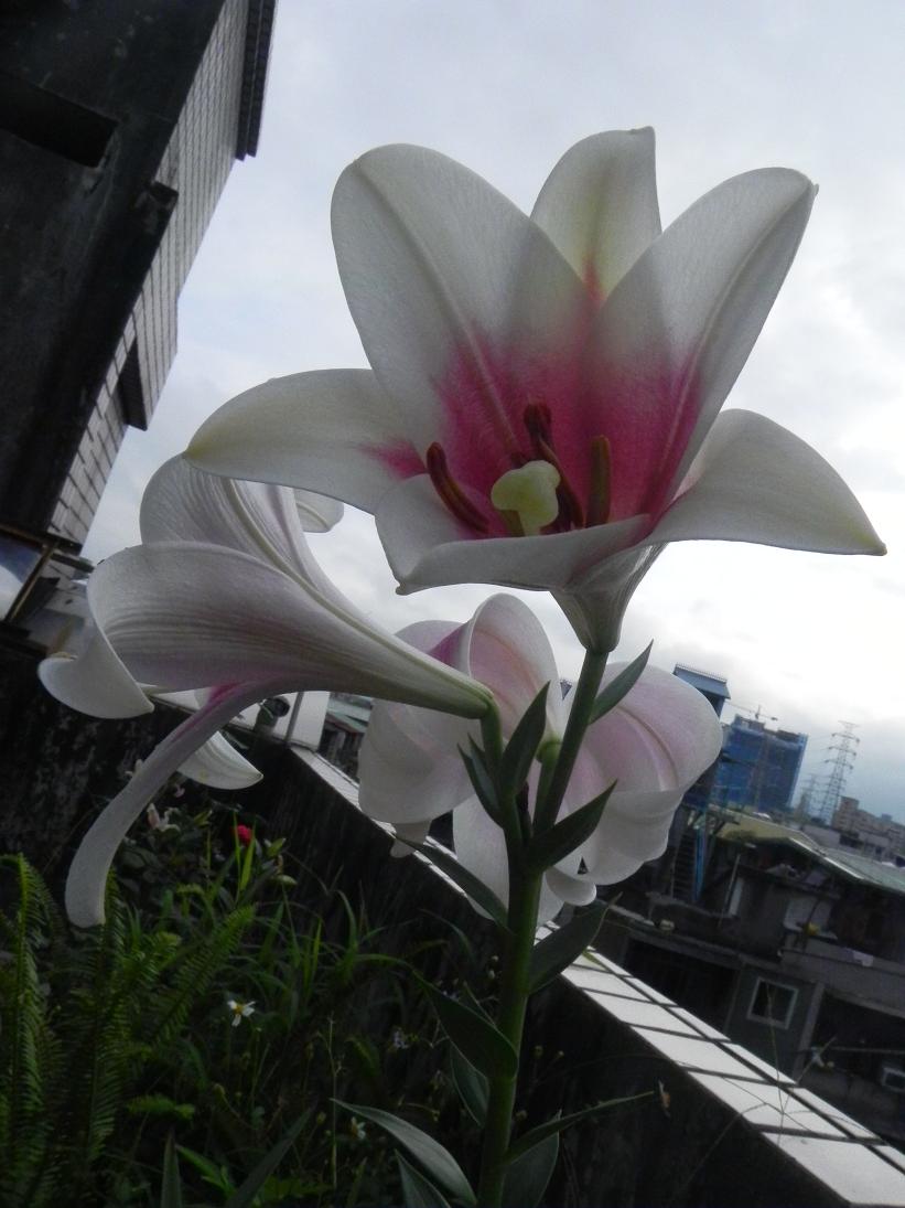 按此在新視窗瀏覽圖片