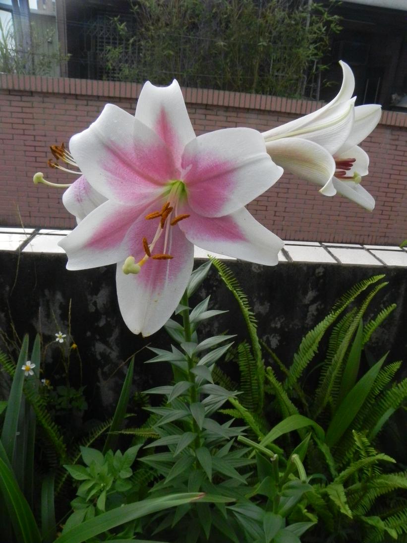 按此在新視窗瀏覽圖片