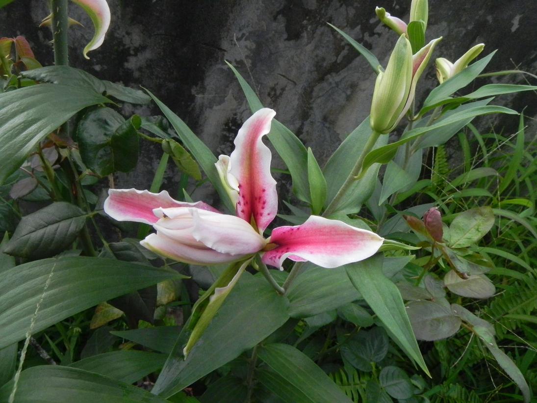 按此在新視窗瀏覽圖片