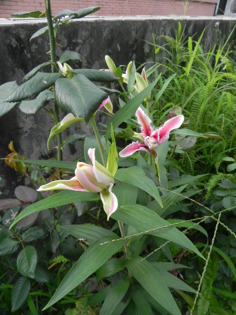 按此在新視窗瀏覽圖片