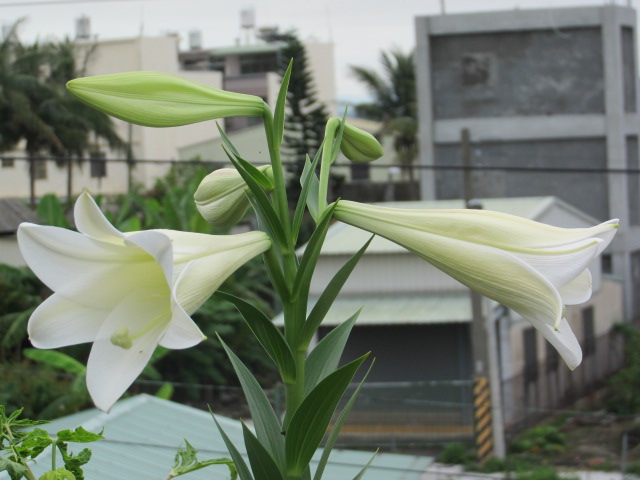 按此在新視窗瀏覽圖片