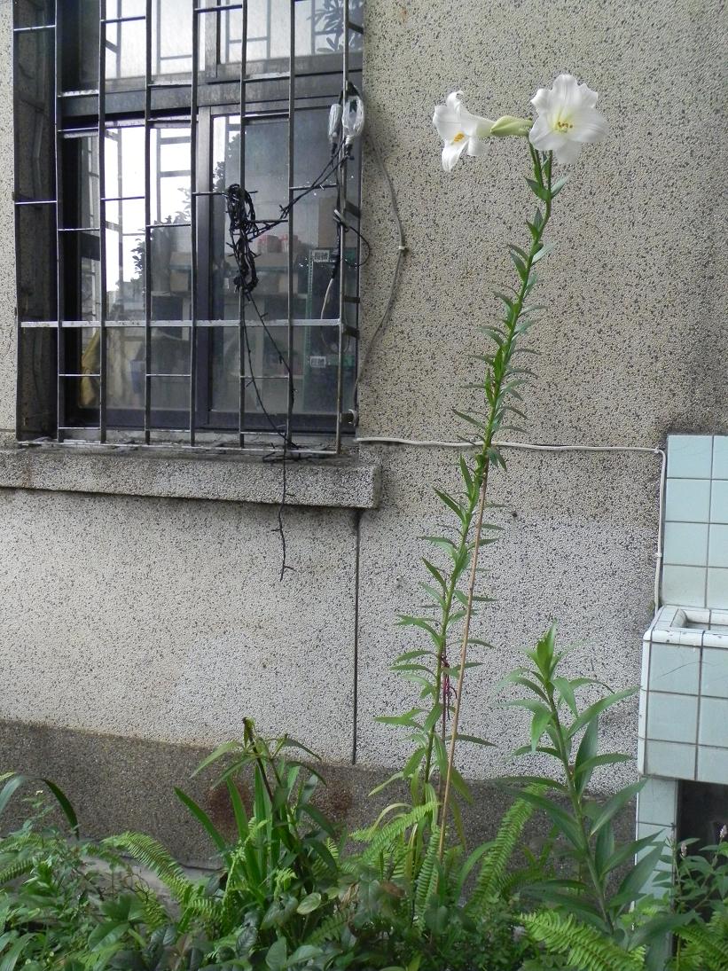 按此在新視窗瀏覽圖片