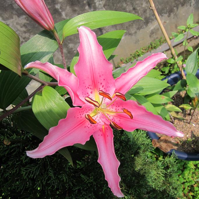 按此在新視窗瀏覽圖片