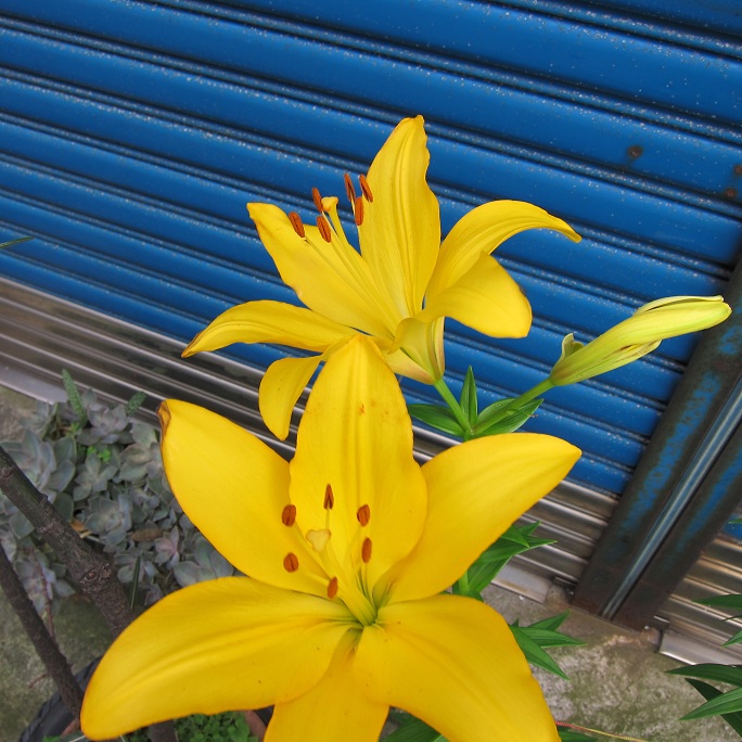 按此在新視窗瀏覽圖片