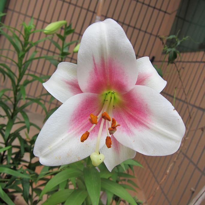 按此在新視窗瀏覽圖片