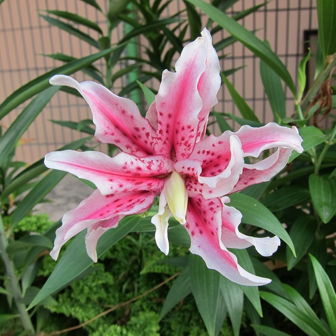 按此在新視窗瀏覽圖片