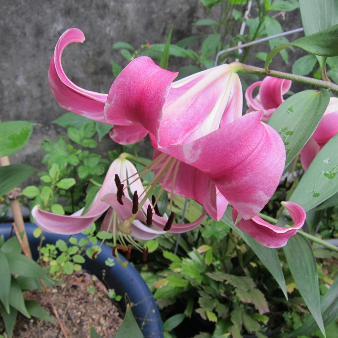 按此在新視窗瀏覽圖片