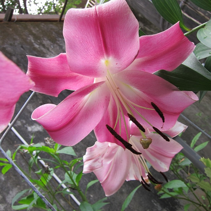 按此在新視窗瀏覽圖片