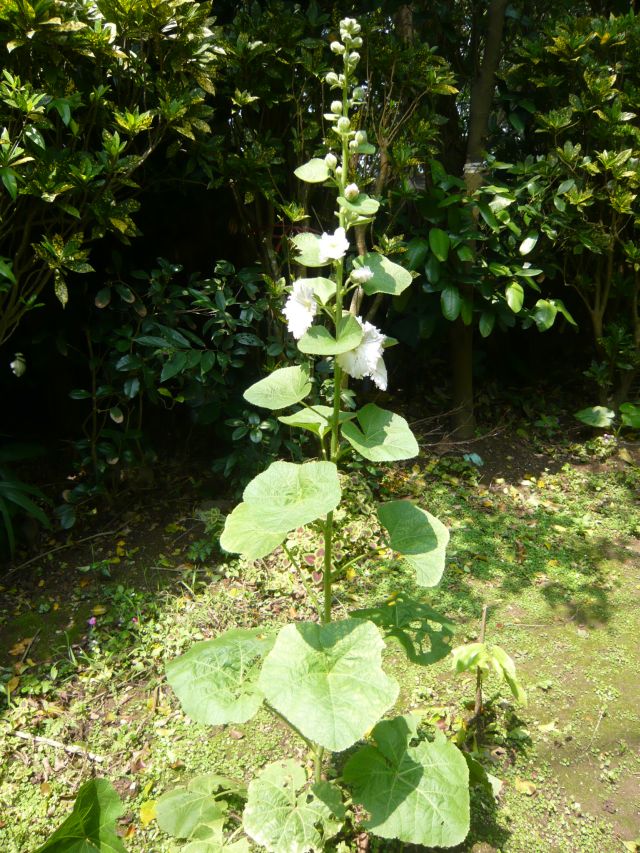 «ö¦¹¦b·sµøµ¡ÂsÄý¹Ï¤ù