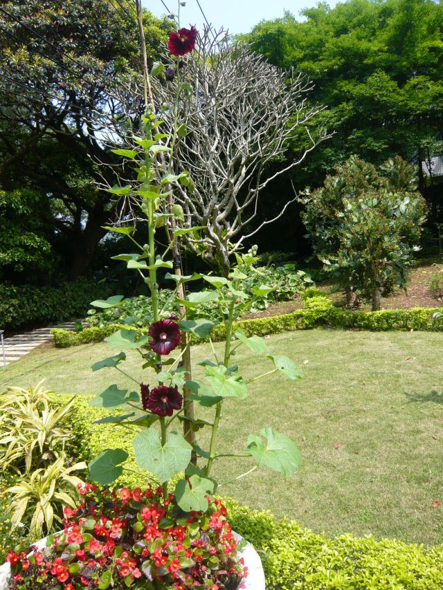 «ö¦¹¦b·sµøµ¡ÂsÄý¹Ï¤ù