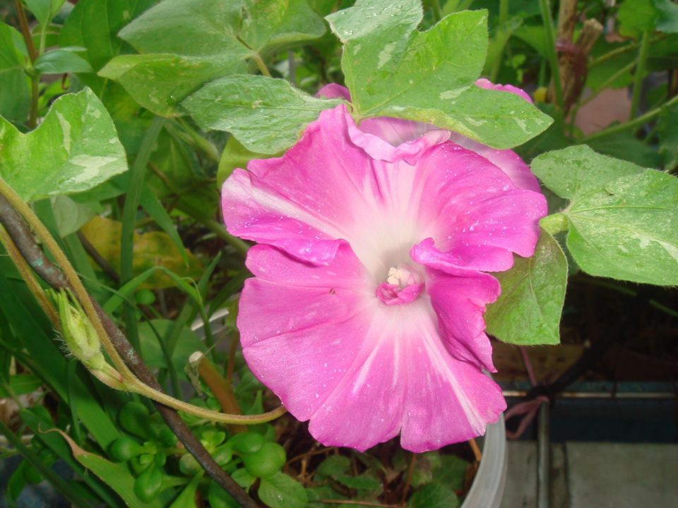 按此在新視窗瀏覽圖片