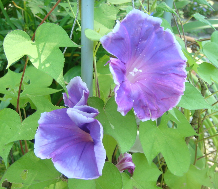 按此在新視窗瀏覽圖片