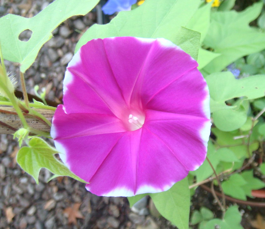 按此在新視窗瀏覽圖片