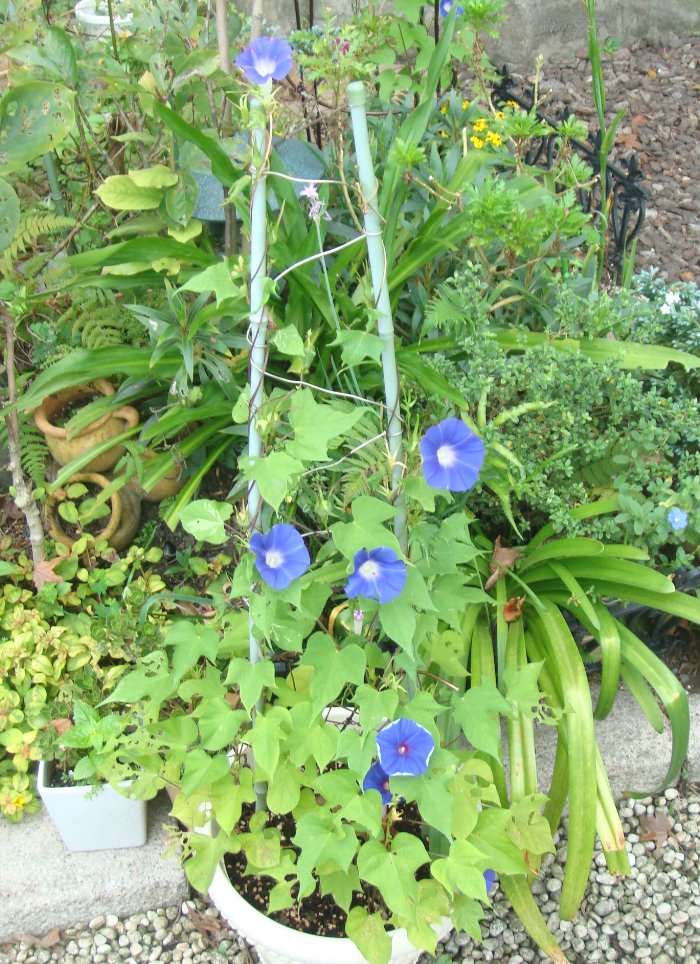 按此在新視窗瀏覽圖片