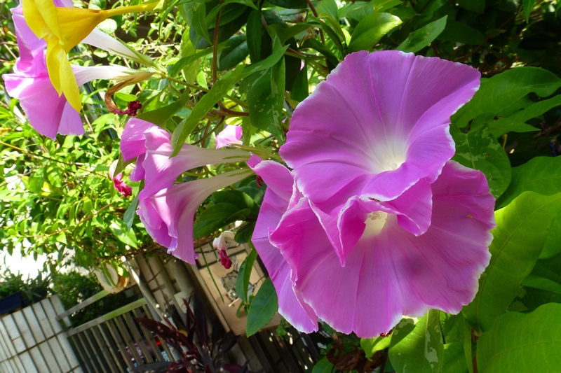 按此在新視窗瀏覽圖片