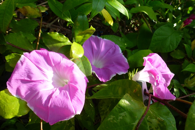 按此在新視窗瀏覽圖片