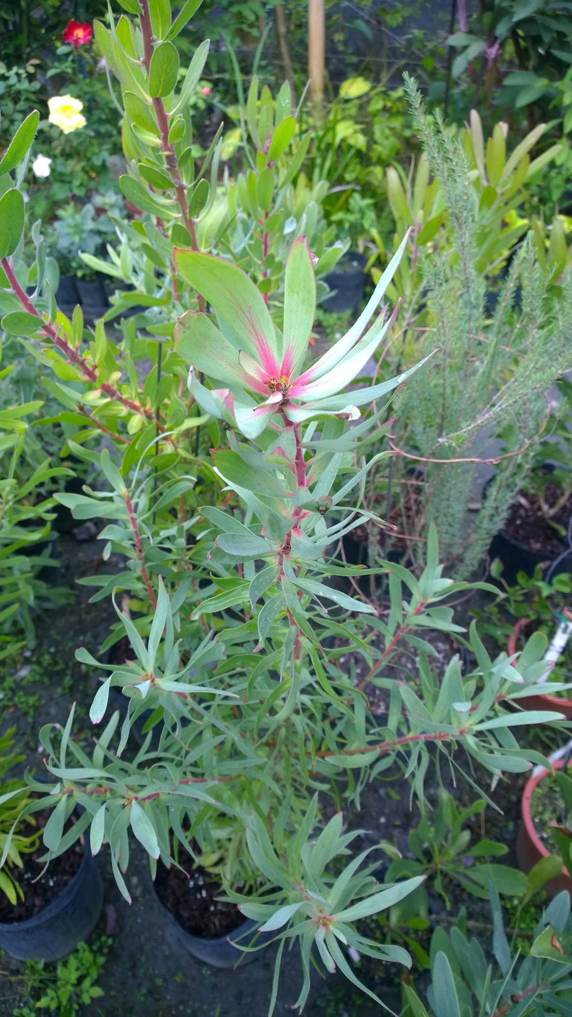 按此在新視窗瀏覽圖片