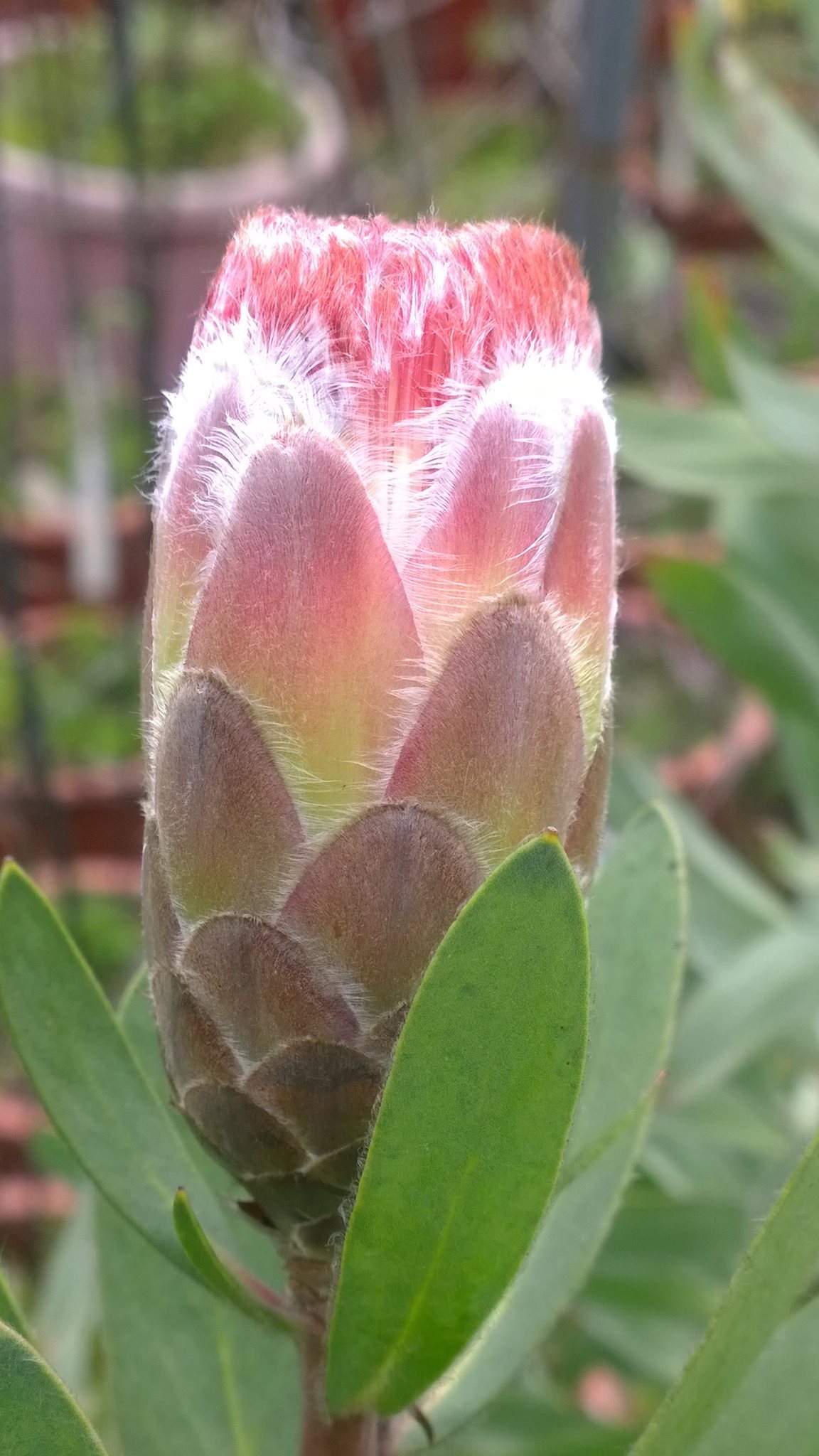 按此在新視窗瀏覽圖片