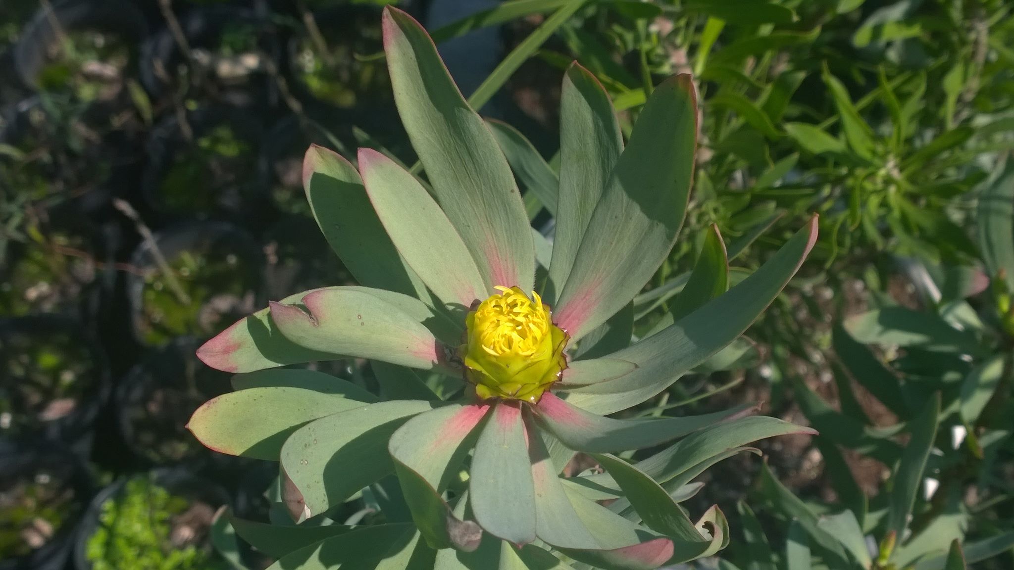 按此在新視窗瀏覽圖片