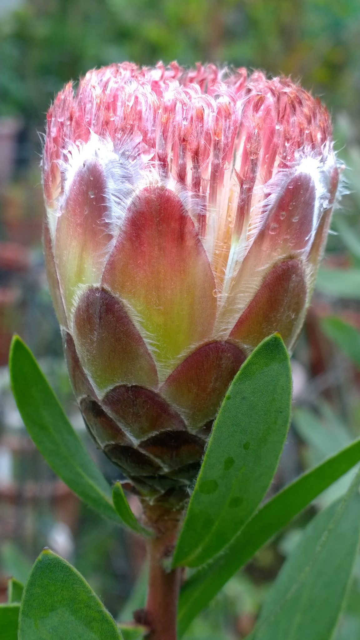 按此在新視窗瀏覽圖片